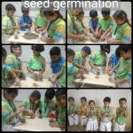 Seed germination