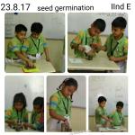 Seed germination