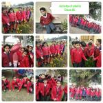 Plants around us : Class 2