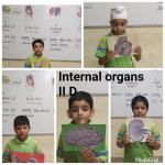 Internal organs : Class 2